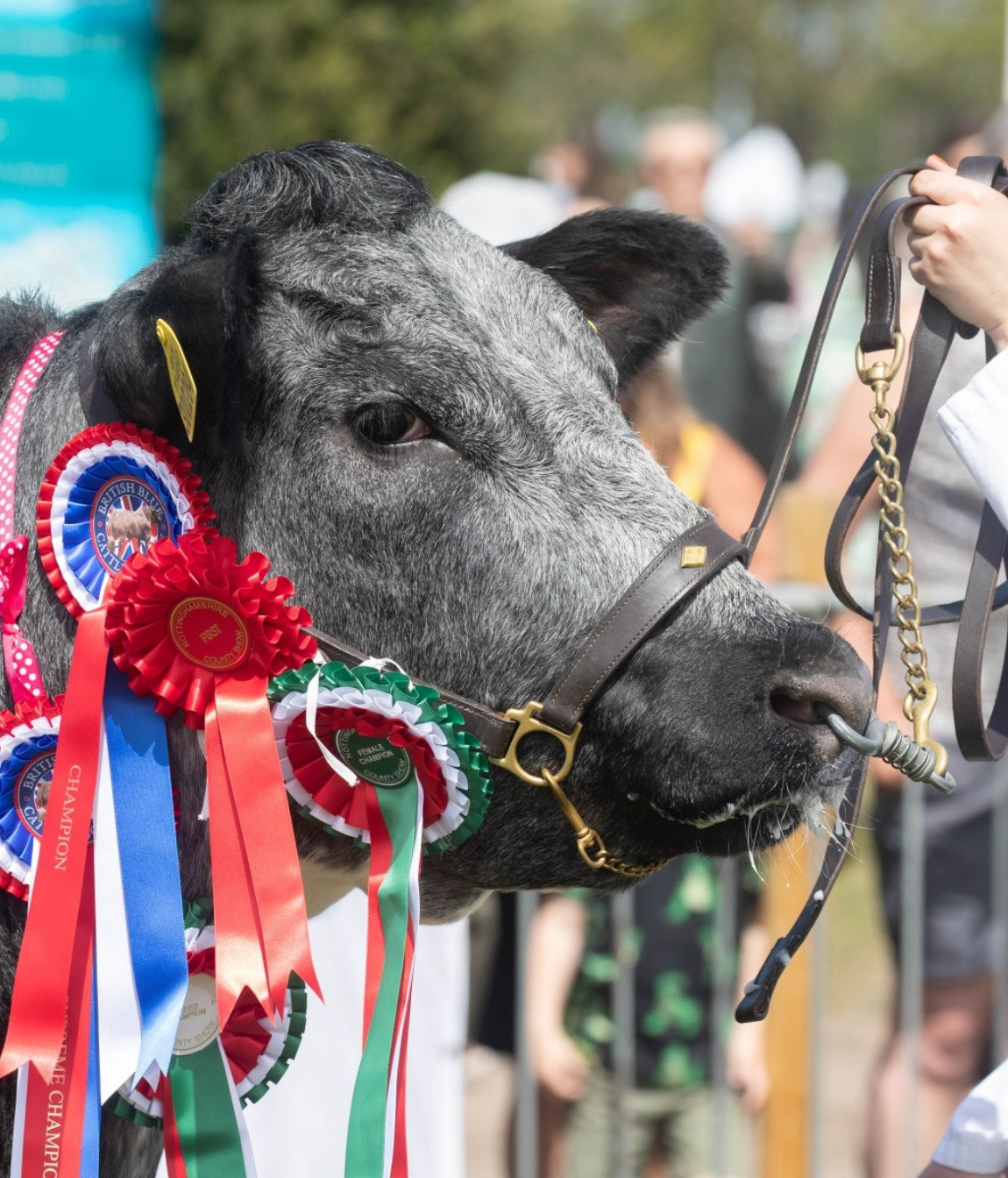 Notts County Show