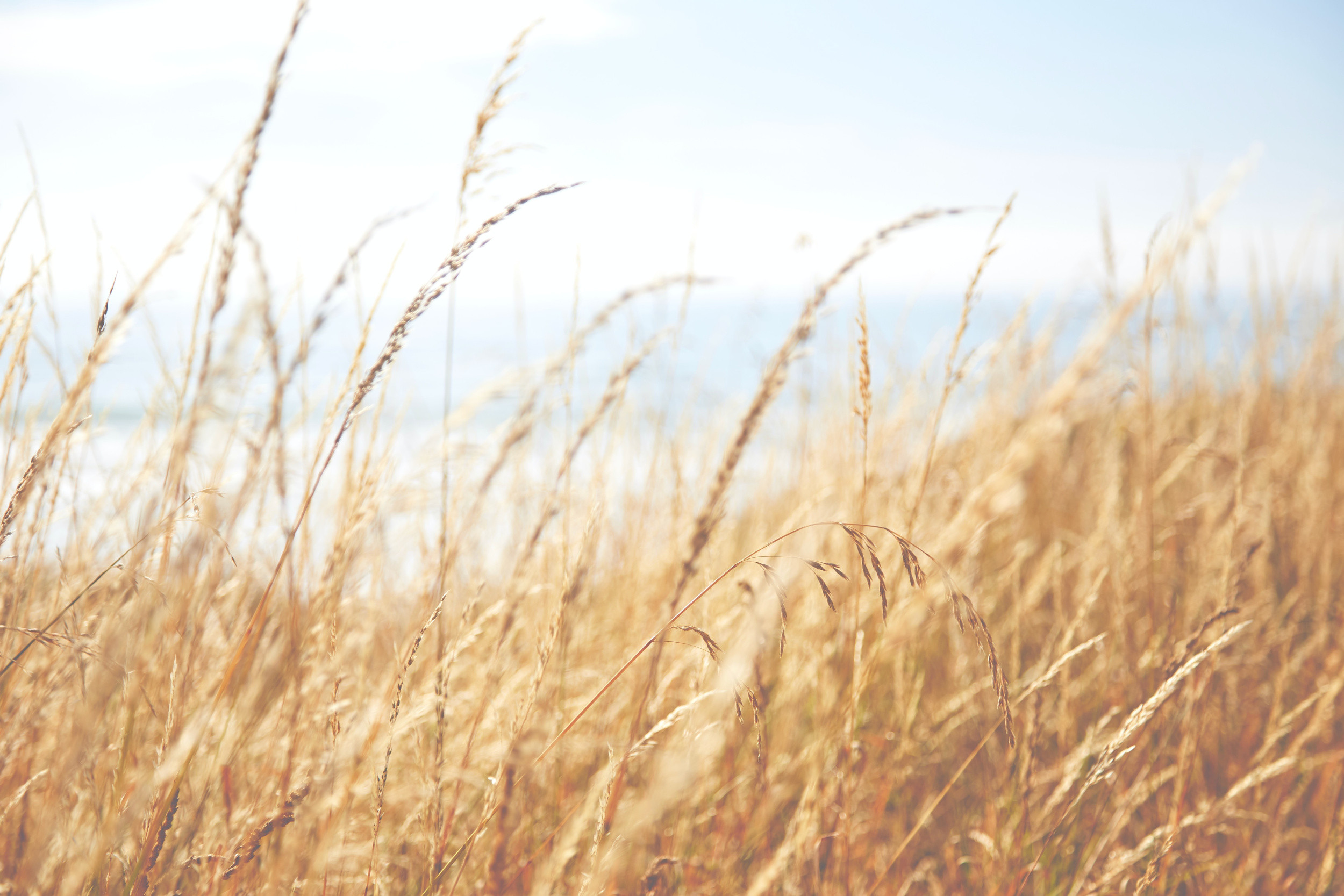 Crops