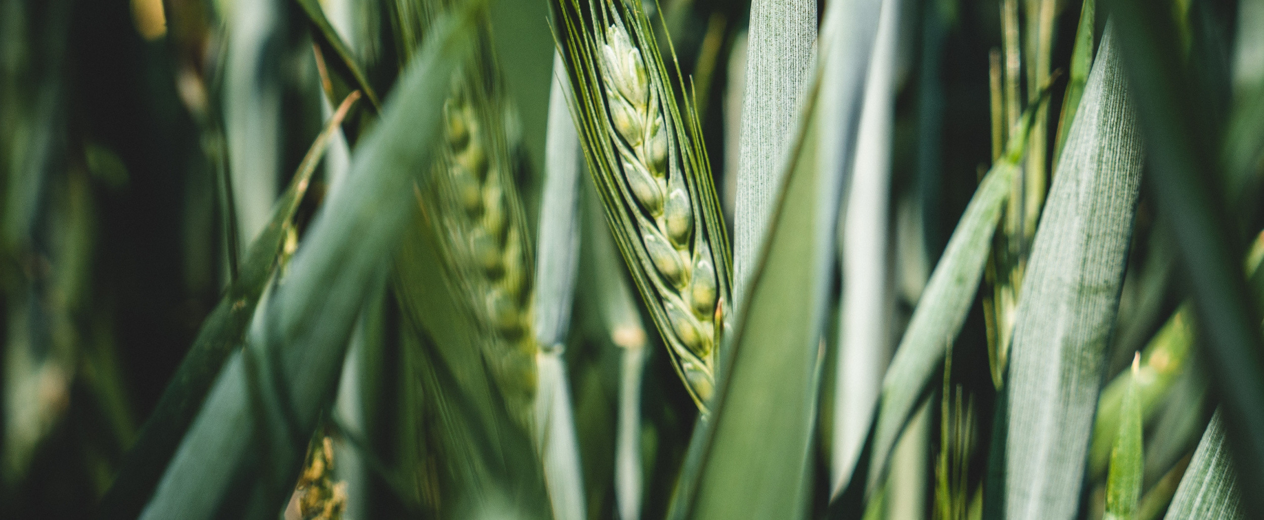 Crops
